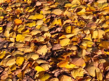 Parlak sonbahar sarı yaprakları bahçenin yeşil çimlerinde uzanır.