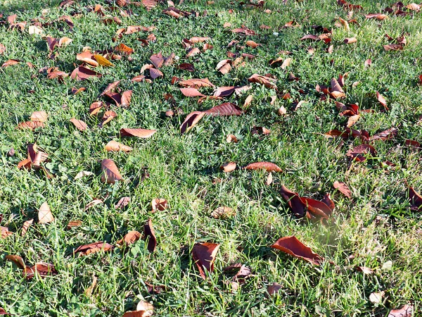 Folhas Outono Grama Jardins Gramado — Fotografia de Stock