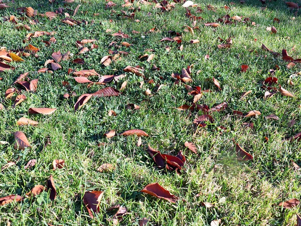 Feuilles Automne Sur Herbe Des Jardins Pelouse — Photo