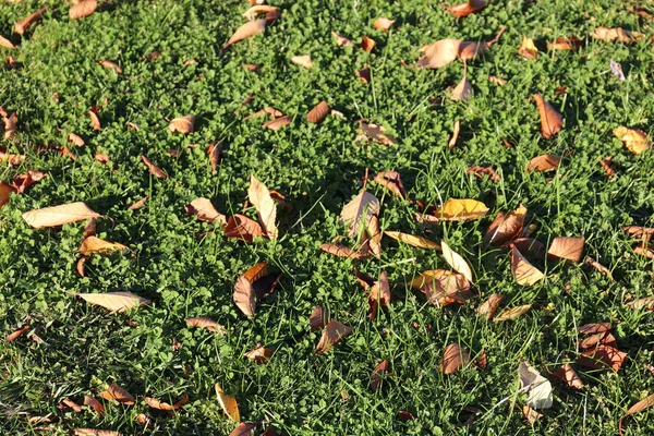 Autumn Leaves Grass Lawn Gardens — Stock Photo, Image