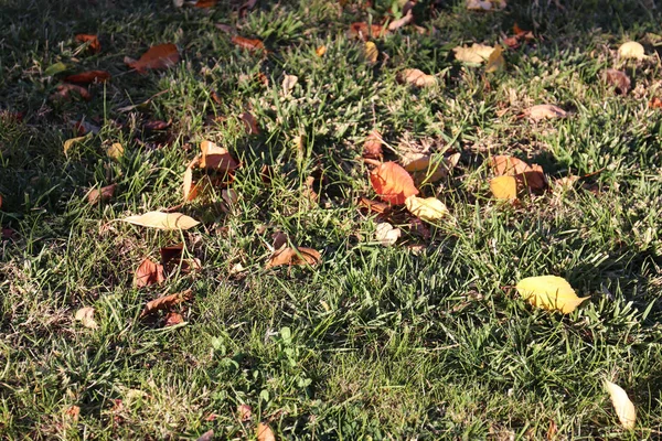 Autumn Leaves Grass Lawn Gardens — Stock Photo, Image
