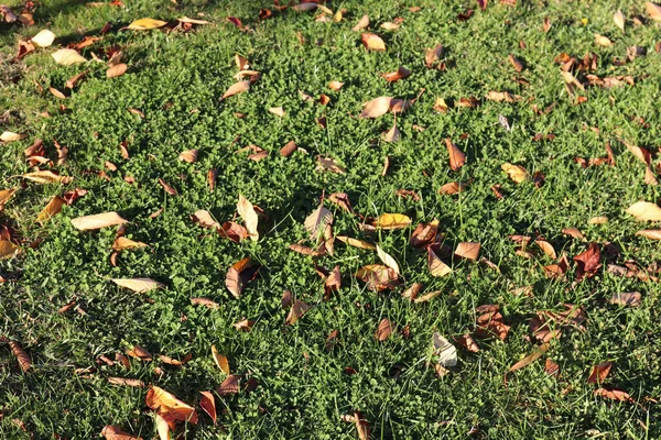 Autumn Leaves Grass Lawn Gardens — Stock Photo, Image