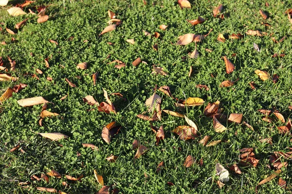 Autumn Leaves Grass Lawn Gardens — Stock Photo, Image