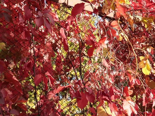 Folhas Vermelhas Brilhantes Uvas Outono Células Vedação Metal — Fotografia de Stock