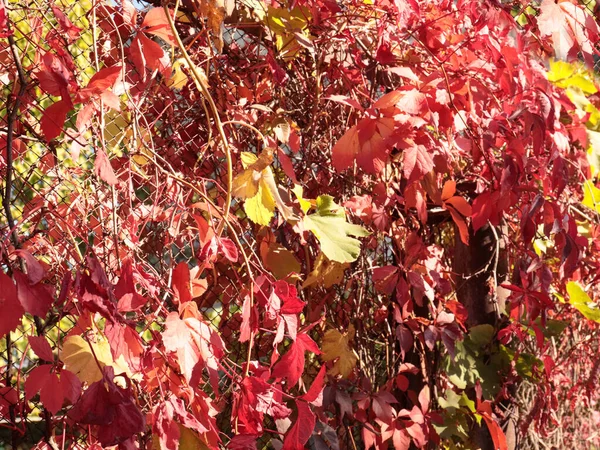 金属フェンス上の秋のブドウの明るい赤の葉細胞 — ストック写真