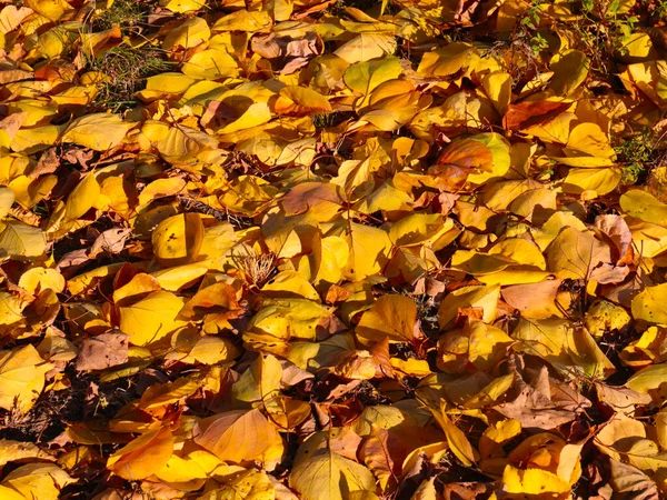 Leuchtend Herbstgelbes Laub Liegt Auf Dem Grünen Rasen Des Gartens — Stockfoto