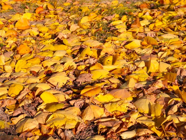 Feuilles Jaune Automne Lumineux Reposent Sur Herbe Verte Pelouse Jardin — Photo