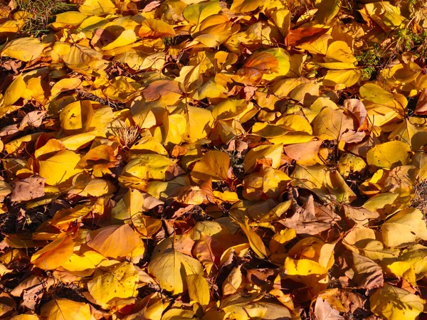 Jasna Jesień Żółte Liście Leżą Zielonej Trawie Trawnika Ogrodowego — Zdjęcie stockowe