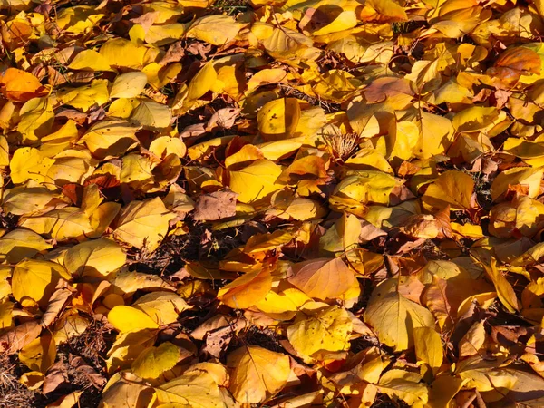 Parlak sonbahar sarı yaprakları bahçenin yeşil çimlerinde uzanır.