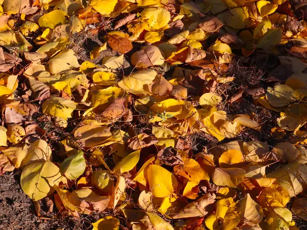 秋天明亮的黄叶躺在花园草坪的绿草上 — 图库照片