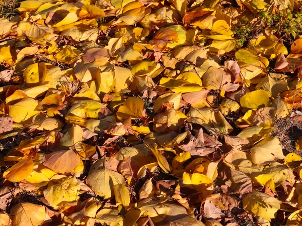 Feuilles Jaune Automne Lumineux Reposent Sur Herbe Verte Pelouse Jardin — Photo