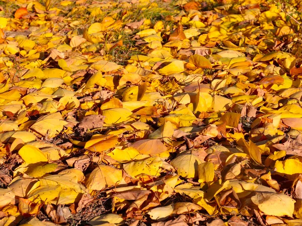Jasna Jesień Żółte Liście Leżą Zielonej Trawie Trawnika Ogrodowego — Zdjęcie stockowe