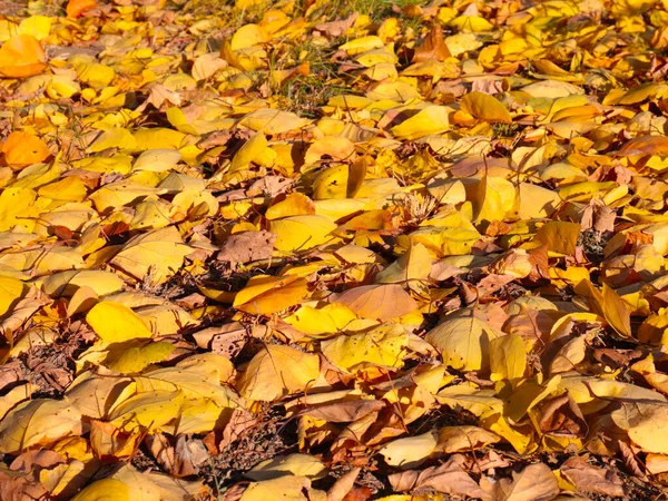 秋天明亮的黄叶躺在花园草坪的绿草上 — 图库照片