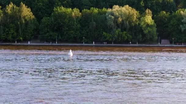 Σημαδούρα Σηματοδοτώντας Δίαυλο Στον Ποταμό Μόσχα Ρωσία — Αρχείο Βίντεο
