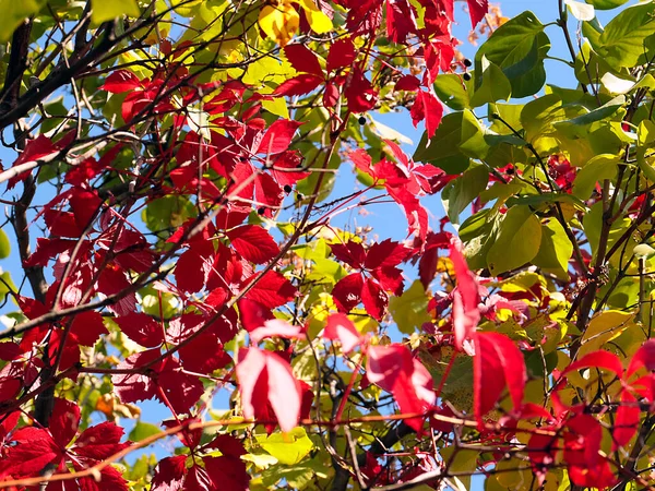 野生のブドウの赤い葉が庭の木の枝を包み込み — ストック写真