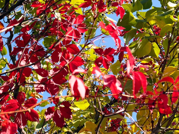 Folhas Vermelhas Uvas Silvestres Entrelaçam Ramos Árvores Jardim — Fotografia de Stock