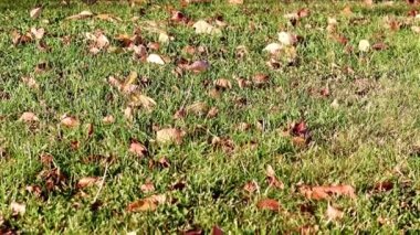 Sonbahar yaprakları çimlerin yeşil çimlerinde yatar.
