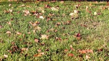Sonbahar yaprakları çimlerin yeşil çimlerinde yatar.