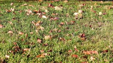 Sonbahar yaprakları çimlerin yeşil çimlerinde yatar.