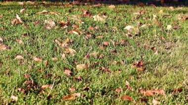 Sonbahar yaprakları çimlerin yeşil çimlerinde yatar.