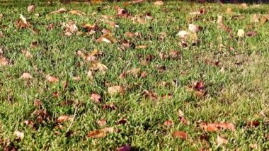 Sonbahar yaprakları çimlerin yeşil çimlerinde yatar.