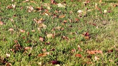 Sonbahar yaprakları çimlerin yeşil çimlerinde yatar.
