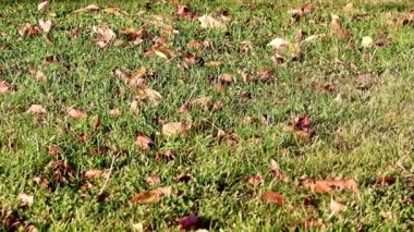 Sonbahar yaprakları çimlerin yeşil çimlerinde yatar.