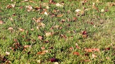 Sonbahar yaprakları çimlerin yeşil çimlerinde yatar.