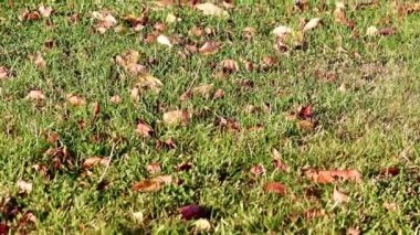 Sonbahar yaprakları çimlerin yeşil çimlerinde yatar.
