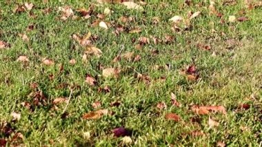 Sonbahar yaprakları çimlerin yeşil çimlerinde yatar.