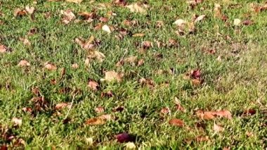 Sonbahar yaprakları çimlerin yeşil çimlerinde yatar.