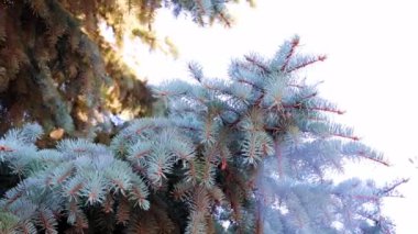 Yeni yıl çam ağacının güzel yeşil dalları