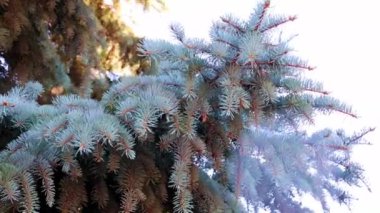 Yeni yıl çam ağacının güzel yeşil dalları