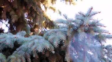 Yeni yıl çam ağacının güzel yeşil dalları