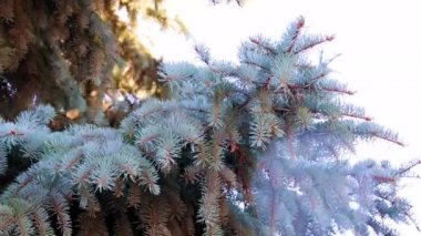 Yeni yıl çam ağacının güzel yeşil dalları
