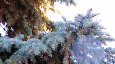 Yeni yıl çam ağacının güzel yeşil dalları