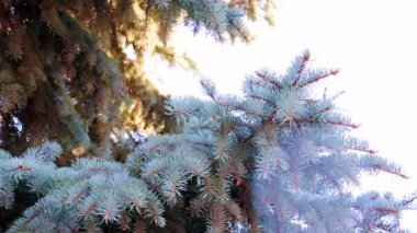 Yeni yıl çam ağacının güzel yeşil dalları