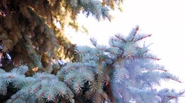 Yeni yıl çam ağacının güzel yeşil dalları