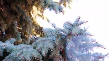 Yeni yıl çam ağacının güzel yeşil dalları