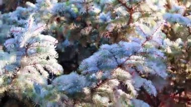 Yeni yıl çam ağacının güzel yeşil dalları