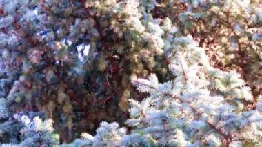 Yeni yıl çam ağacının güzel yeşil dalları