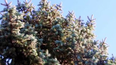 Rüzgarın etkisiyle alacalı dalların hareketi