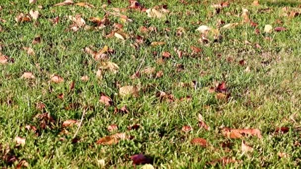 秋天的叶子躺在草坪的绿草上 — 图库视频影像