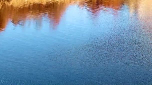 穏やかな川の水面に波紋が広がり — ストック動画