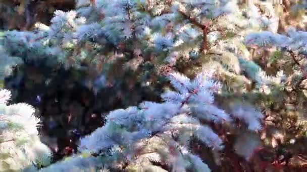 Mooie Groene Takken Van Nieuwjaarsvakantie Dennen — Stockvideo