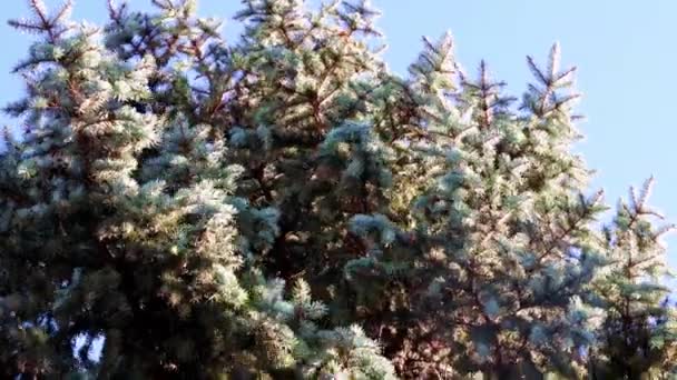 突風の影響下でのトウヒの枝の動き — ストック動画