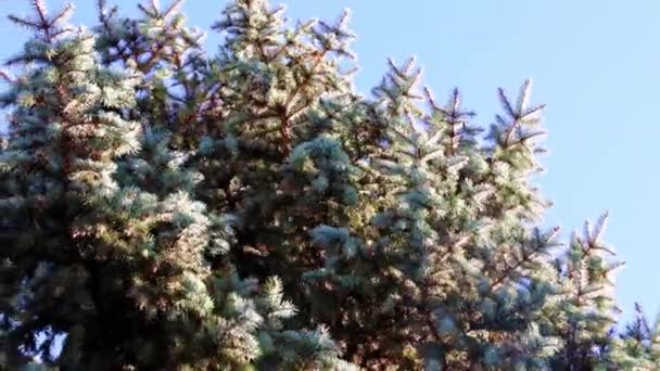 突風の影響下でのトウヒの枝の動き — ストック動画
