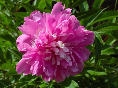 Bahçe süsü olarak güzel pembe şakayık çiçekleri