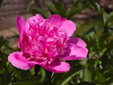 Bahçe süsü olarak güzel pembe şakayık çiçekleri