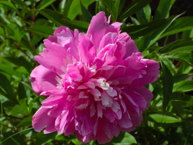 Bahçe süsü olarak güzel pembe şakayık çiçekleri